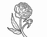 Peony Coloring Coloringcrew Flowers sketch template