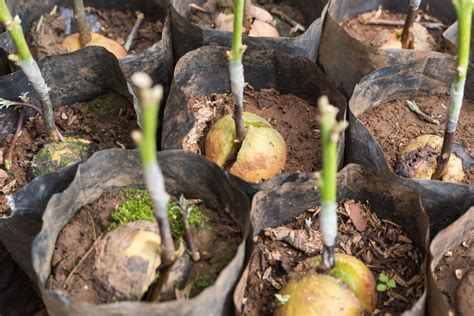 Grafting Avocados Top Tips For Success