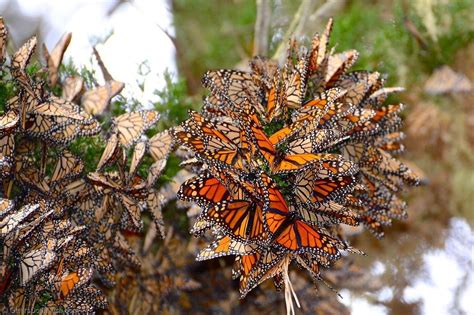 monarch butterflies overwintering michael  photography