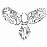 Bird Wings Drawing Wing Anatomy Dove Getdrawings sketch template