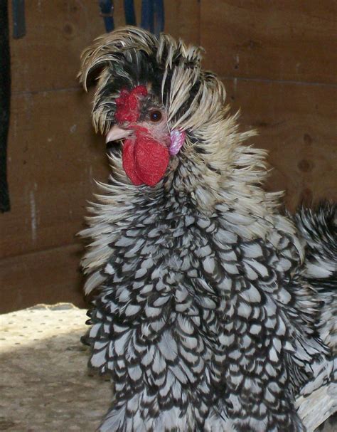 rare  fancy chickens fancy chickens chickens  roosters chickens