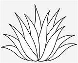 Agave Plant Vector Clip Clipart Pngkey Freeuse Kindpng sketch template