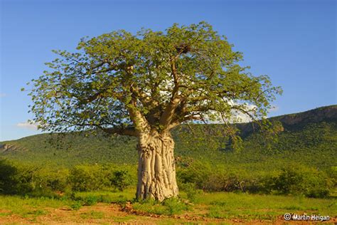 baobab tree kremetart  photo  flickriver
