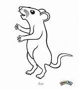 Rat Coloring Pages Cartoon Rats Cute Rod Kangaroo Click Getcolorings Colouring Printable Color Coloringbay Lab sketch template