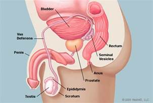 Prostrate and sex