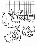 Coloring Bunny Pages Print Kids sketch template