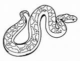 Boa Constrictor Coloring Anaconda Drawing Snake Getcolorings Draw Pages Getdrawings Clipartmag Clipart sketch template