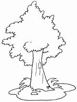 Coloring Pages Tree Pine Library Clipart Jungle Trees sketch template