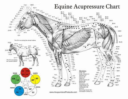 equine massage therapy horse therapy equine care horse care equine