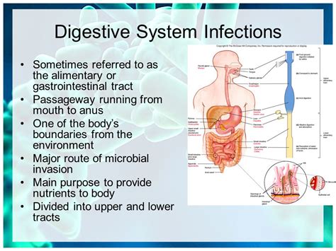 Digestive System Infections Amsterdam Netherlands 2018 Europe