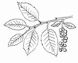 Ivy Poison Plant Drawing Coloring Pages Plants Vine Getdrawings sketch template