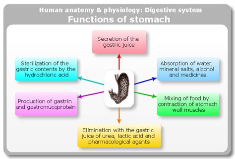 conceptdraw samples science and education — medicine