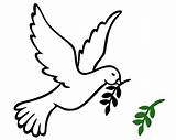 Dove Peace Bird Clipart Clip Outline Doves Drawing Olive Cliparts Religious Leaf Sketch Search Branch Google Printable Template Mouth Sign sketch template