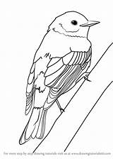 Draw Warbler Yellow Rumped Step Drawing Birds Tutorials Easy Tutorial Drawingtutorials101 Animals sketch template