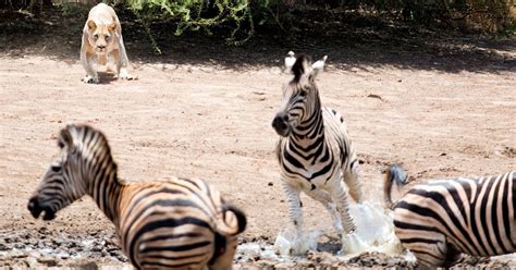 brutal lion  zebra clash  fight   death  hunger wins  world news