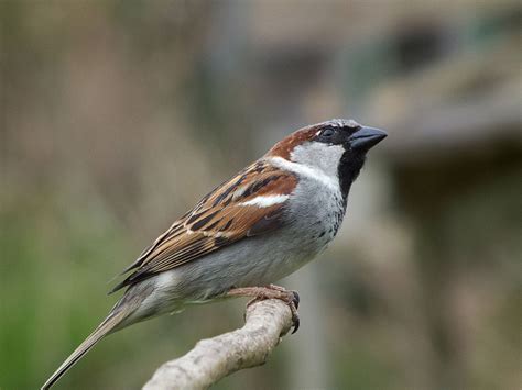 learn  sparrows glasgow house sparrow project