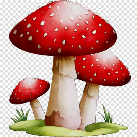 edible mushroom fungus clip art mushroom png transparent png images