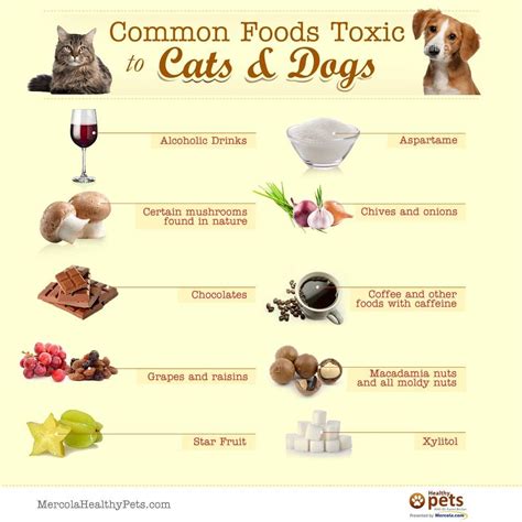 toxic foods  dogs printable prntblconcejomunicipaldechinugovco