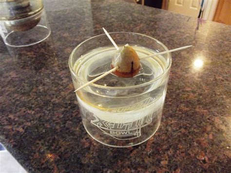 Grow Your Own Avocado Tree Start With Avocado Seed And A Few Toothpicks