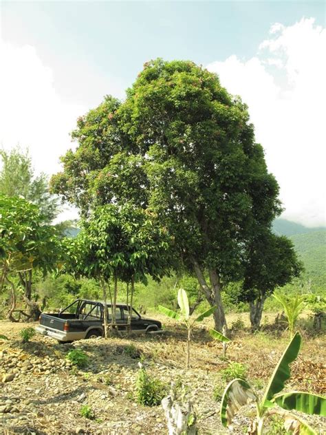 philippine trees magtungaw revealed