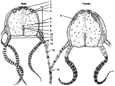 anatomical scheme of tripedaliid medusae a male left and a female download scientific
