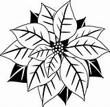 Poinsettia Clipart Clip Christmas Flower Poinsettias Outline Drawing Transparent Cliparts Chalkboard Holly Search Border Coloring Results Calendar Library Google Popular sketch template