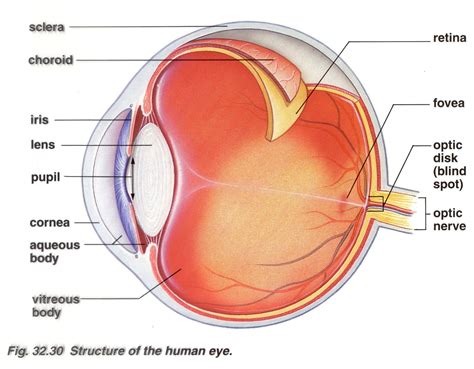 brain post  big   blind spot snowbrainscom human eye diagram eyeball structure