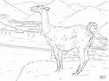Coloring Pages Vicunas Realistic Supercoloring Printable sketch template
