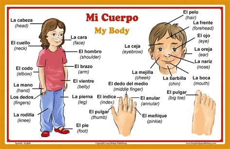 spanish language school poster parts   body wall chart  hom