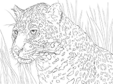 jaguar portrait coloring pages animal outline animal coloring pages