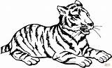 Tigre Tigres sketch template