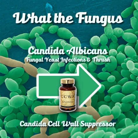 What Is Candida Albicans Candidasis Candida Cure Center