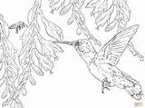 Printable Coloring Hummingbird Pages Hummingbirds Bee sketch template