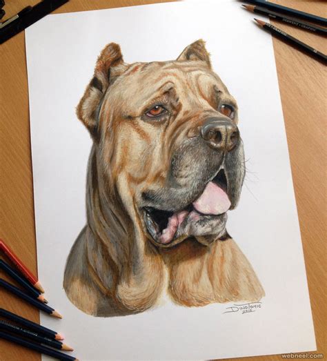dog color pencil drawing  dinotomic