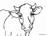 Cow Coloring Pages Face Cute Printable Drawing Color Cool2bkids Kids Coloringfolder sketch template