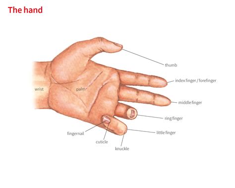 hand noun definition pictures pronunciation  usage notes