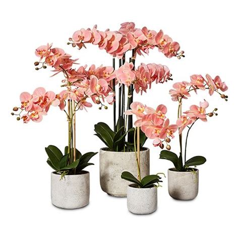 peach orchids peach orchid orchids beautiful orchids