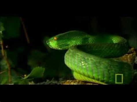 deadly venomous viper national geographic youtube