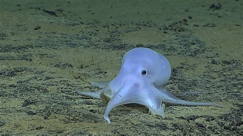 scientists discover remarkable  octopod possibly  species