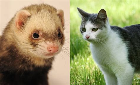 Reductress A This Cat And Ferret Are Living Together In Order To