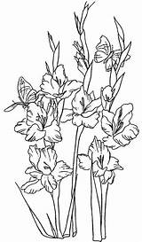 Gladiolus Flower Coloring Pages Line Clip Flowers Drawing Clipart Gladioli Outline Larkspur Printable Tattoo Photobucket Cliparts Color Dover Publications Bulbs sketch template