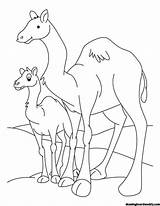 Crias Sus Camellos Dromedarios Chachipedia Getdrawings Camello sketch template