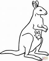 Coloring Kangaroo Pages Color Baby Kids Printable Pouch Painting Library Kangoroo Clipart sketch template