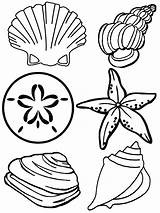 Seashell Ocean Seahorses Starfish sketch template