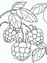 Pages Raspberries Coloring Berries sketch template