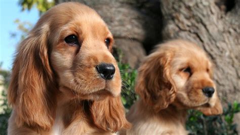 razas de perros  orejas largas   porn website