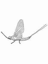 Mayfly Coloring Pages Legged Brush Drawing Printable Adult Choose Board Crafts Supercoloring sketch template