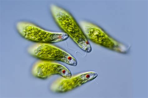 anatomy  reproduction  euglena cells