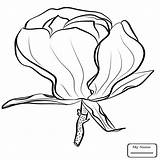 Pelican Brown Pages Coloring Magnolia Flowers Getcolorings Getdrawings sketch template