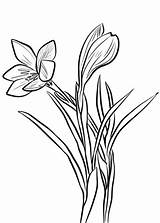 Crocus Coloring Spring Pages Saffron Flower Printable Drawing Sativus Colouring Flowers Getdrawings Supercoloring Drawings Line Crocuses Watercolor Categories Choose Board sketch template